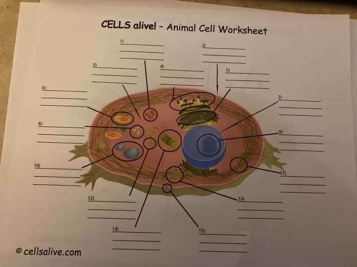 Cellsalive com worksheet answer key