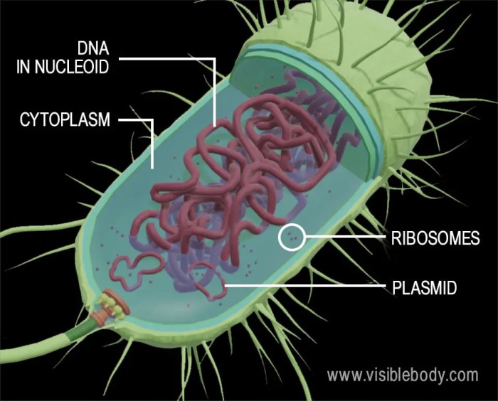 Into the plant cell biobeyond