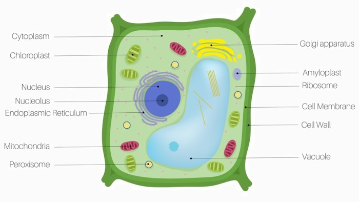 Into the plant cell biobeyond