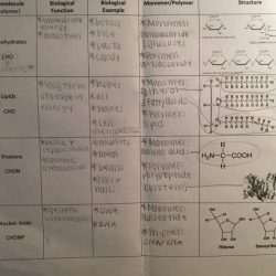 Amoeba sisters enzymes answer key