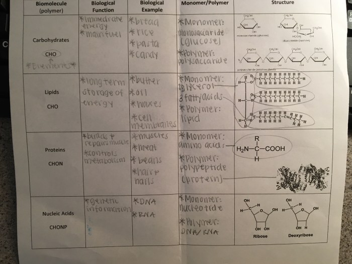 Amoeba sisters enzymes answer key