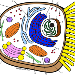 Meiosis worksheet answer key biology corner