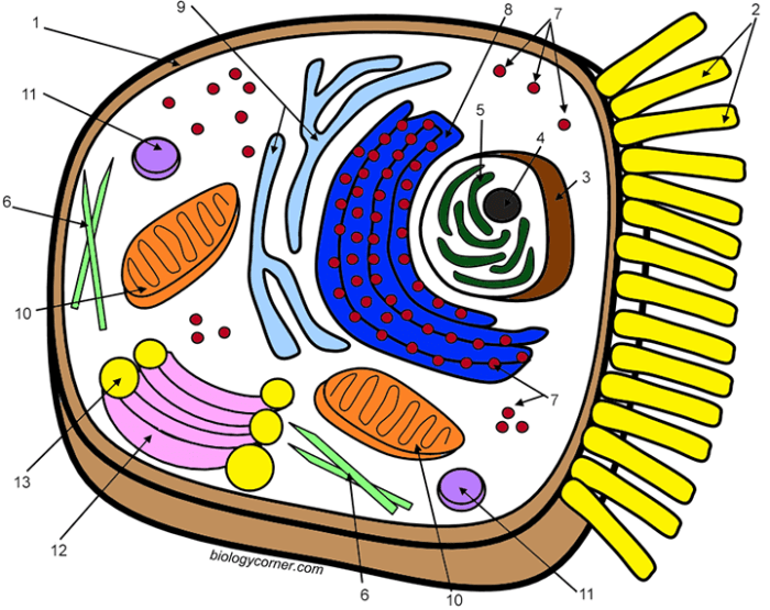 Meiosis worksheet answer key biology corner