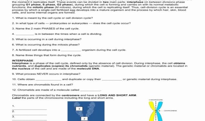 Cellsalive com worksheet answer key