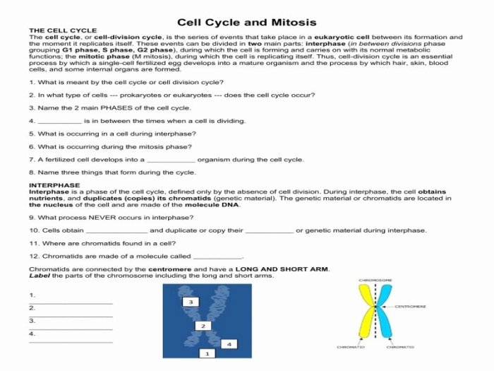 Cellsalive com worksheet answer key