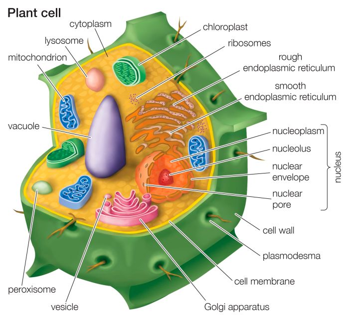 Into the plant cell biobeyond