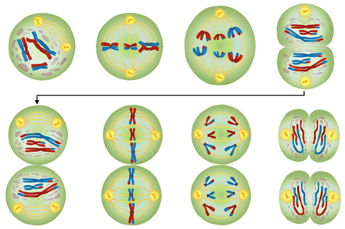 Meiosis worksheet answer key biology corner