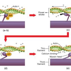 Relaxation contraction calcium tropomyosin ions