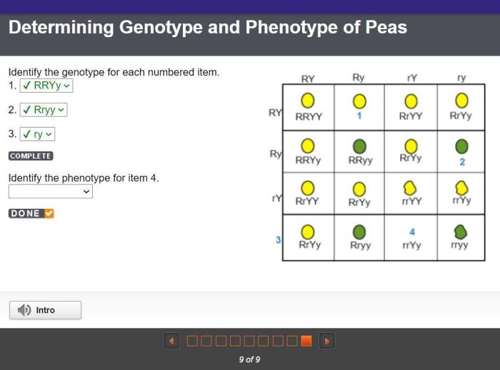 Identify the genotype for each numbered item.