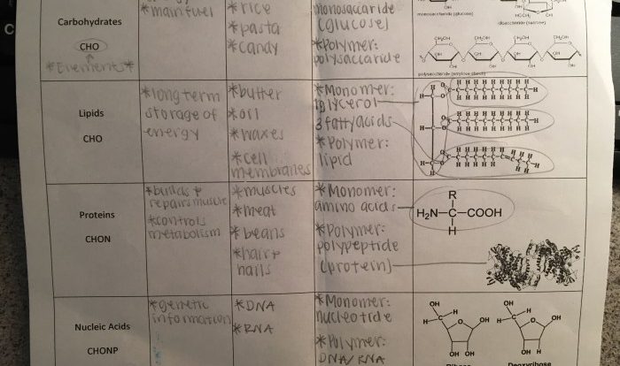 Amoeba sisters video recap cell transport answer key back