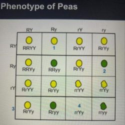 Corresponding drag mee pleasee listed identifies